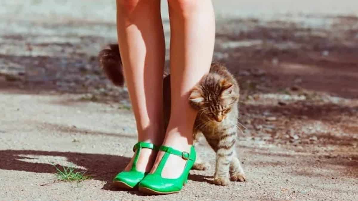 Voici pourquoi les chats se frottent sur nos jambes