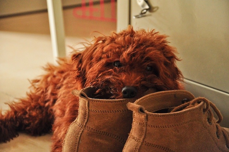 Voici pourquoi votre chien préfère-t-il vos chaussures à ses jouets