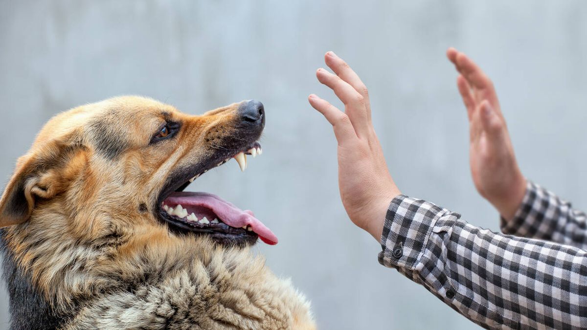 Voici pourquoi votre chien rejette certaines personnes