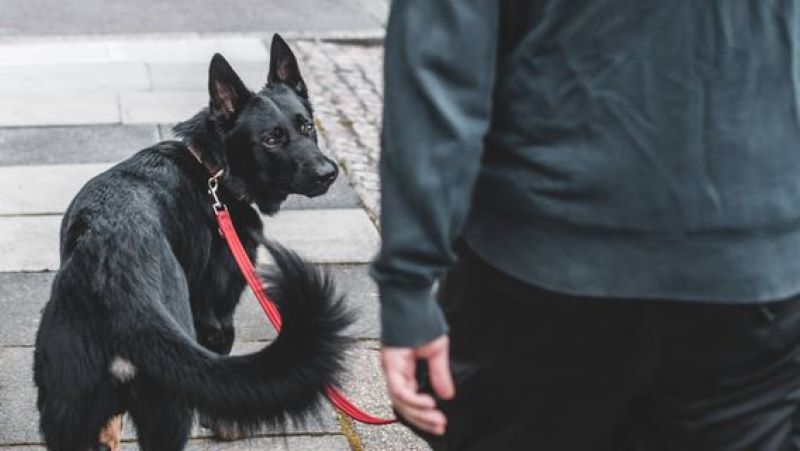 Voici pourquoi votre chien rejette certaines personnes