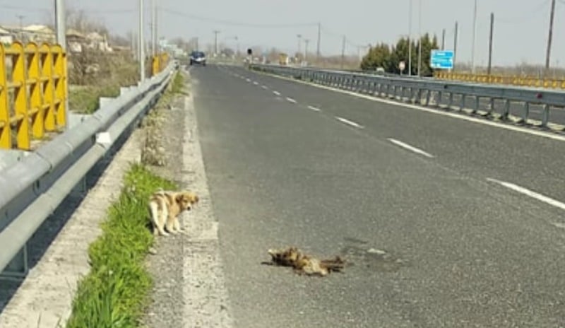 Voici pourquoi vous devez réagir vite si vous trouvez un chien en train de fixer un mur