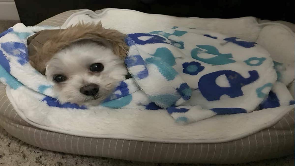 Voici pourquoi vous devriez nettoyer plus souvent le lit de votre chien