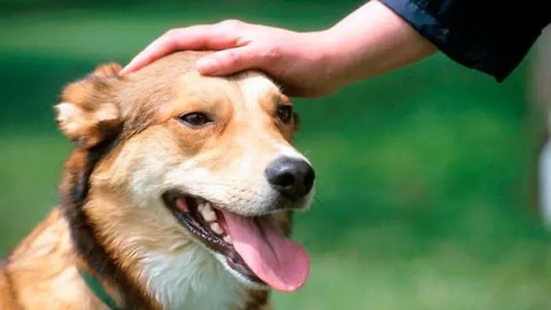 Voici pourquoi vous ne devriez jamais laisser un étranger caresser votre chien
