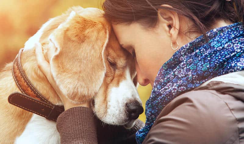 Voici que fait un chien lorsqu'il sent que son maître est malade, La réponse des experts