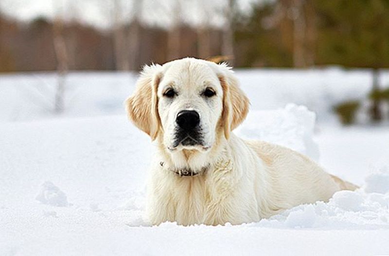 Voici quel froid peut supporter votre chien selon sa taille