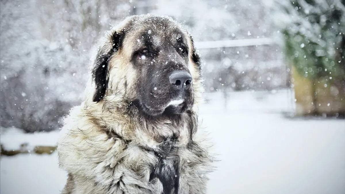 Voici quel froid peut supporter votre chien selon sa taille