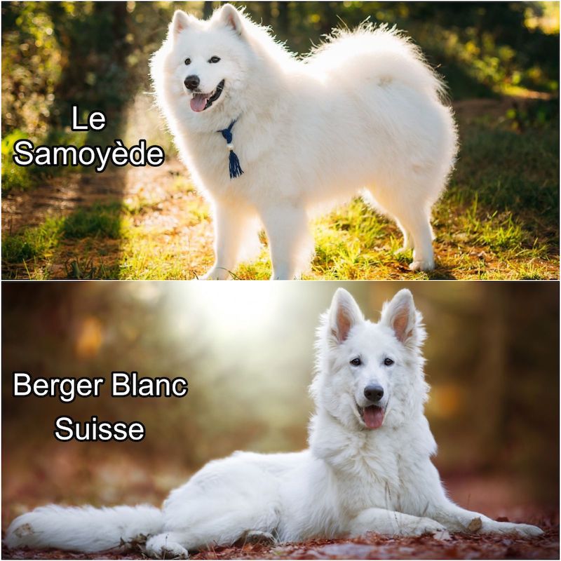 Voici quelles sont les 6 plus belles races de chiens blancs