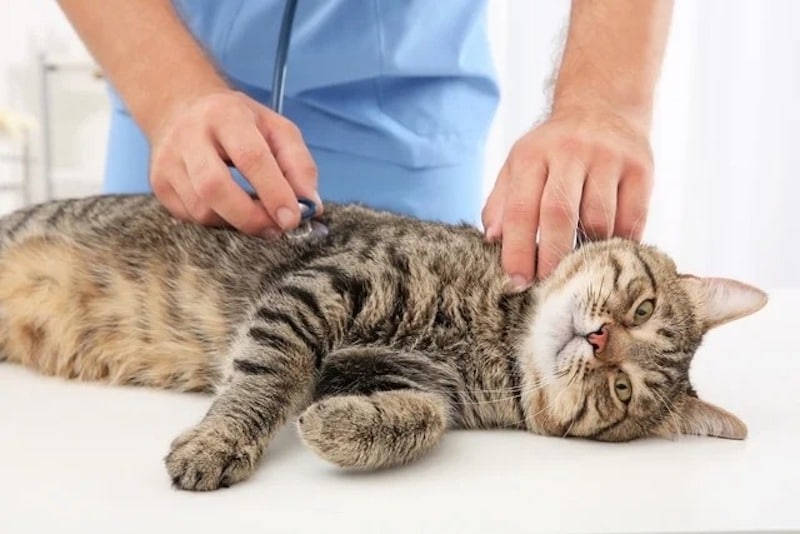Un chat peut transmettre de nombreuuses maladies