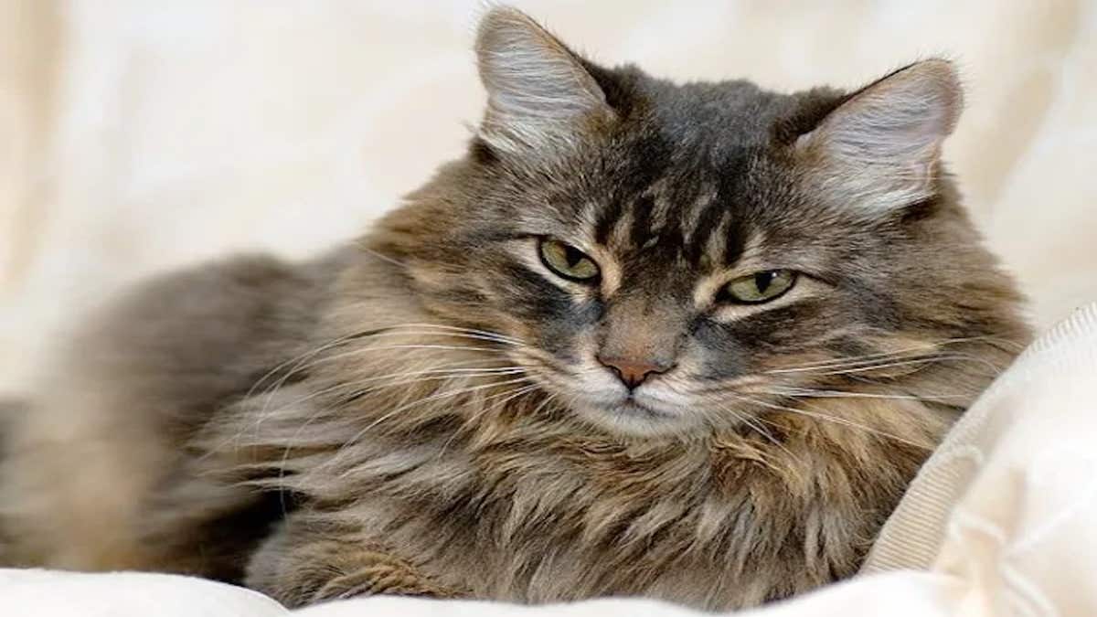 Voici quelles sont les maladies qu'un chat peut transmettre