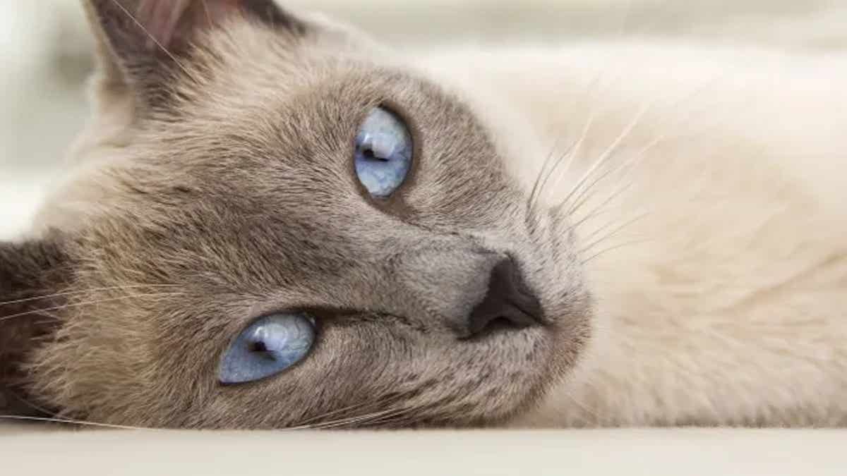 Voici quels sont les symptômes d'un chat déprimé