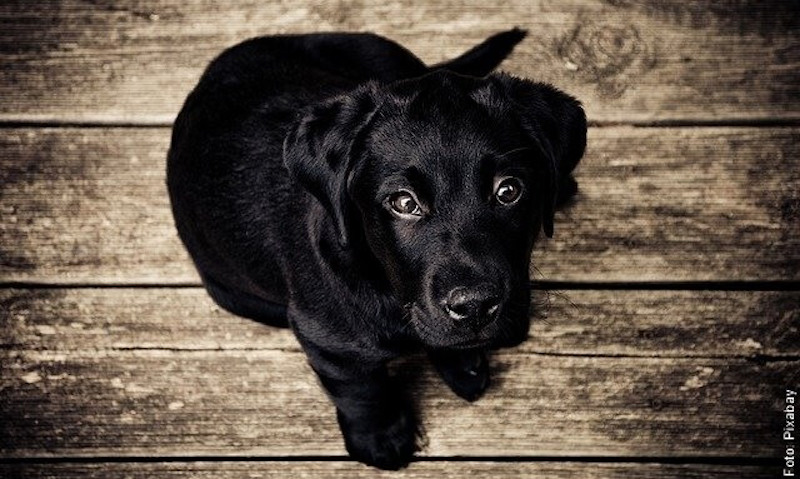 Un chien inconnu vous suit ? Voici ce que cela signifie