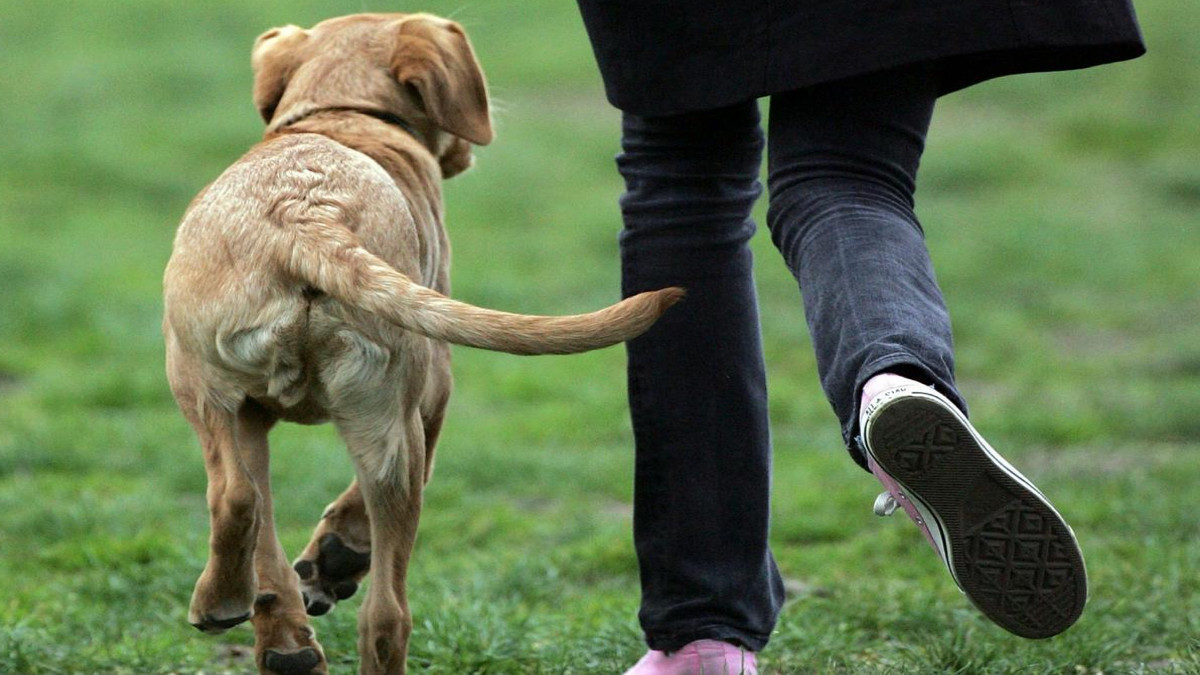 Un chien inconnu vous suit ? Voici ce que cela signifie