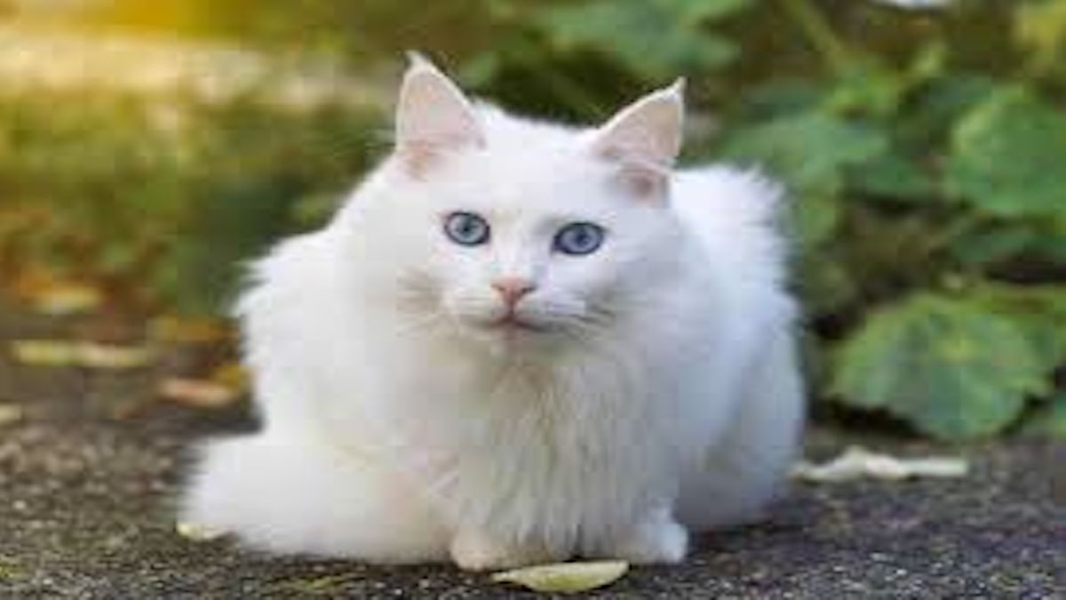 Voici ce qui rend les chats blancs si spéciaux