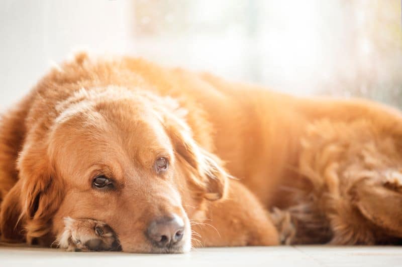 Voici qu'est-ce qu'un chien annonce quand il pleure