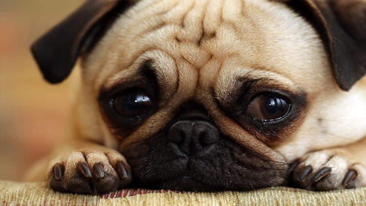 Voici pourquoi les chiens pleurent : toutes les significations enfin expliquées