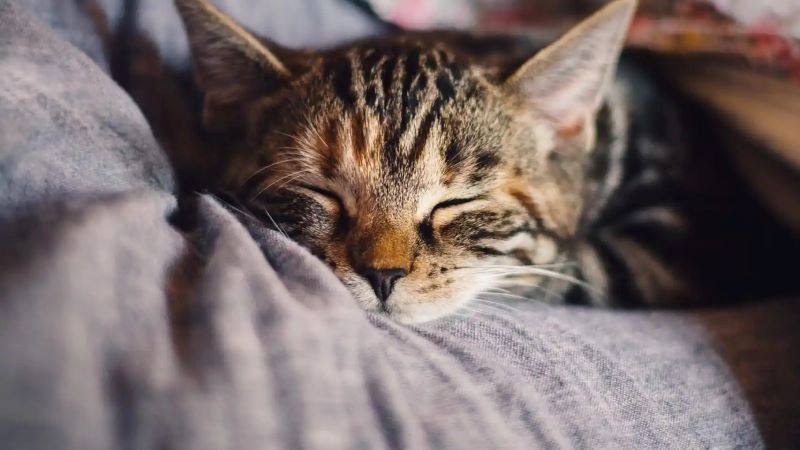 Votre chat est âgé ? Voici les 5 meilleurs conseils pour favoriser son sommeil