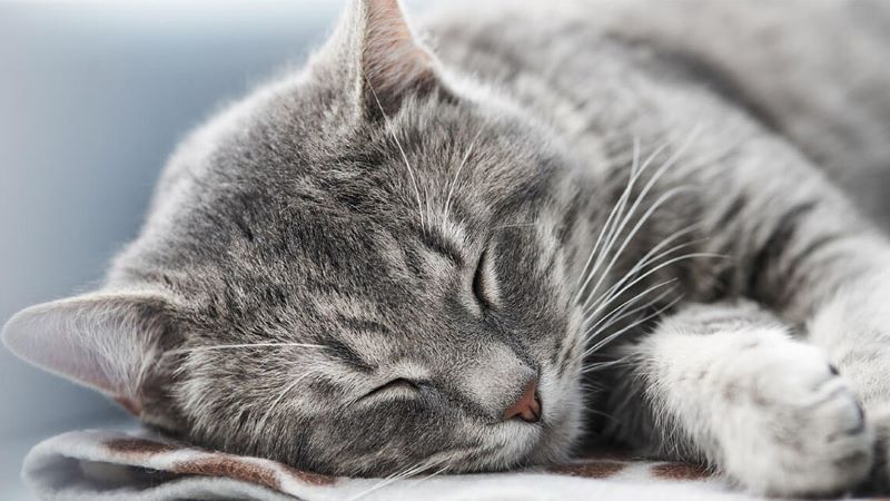 Votre chat est âgé ? Voici les 5 meilleurs conseils pour favoriser son sommeil