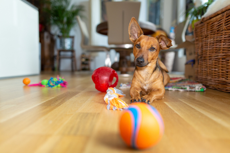 Votre chien est seul à la maison ? Voici 3 conseils pour éviter les dégâts en votre absence