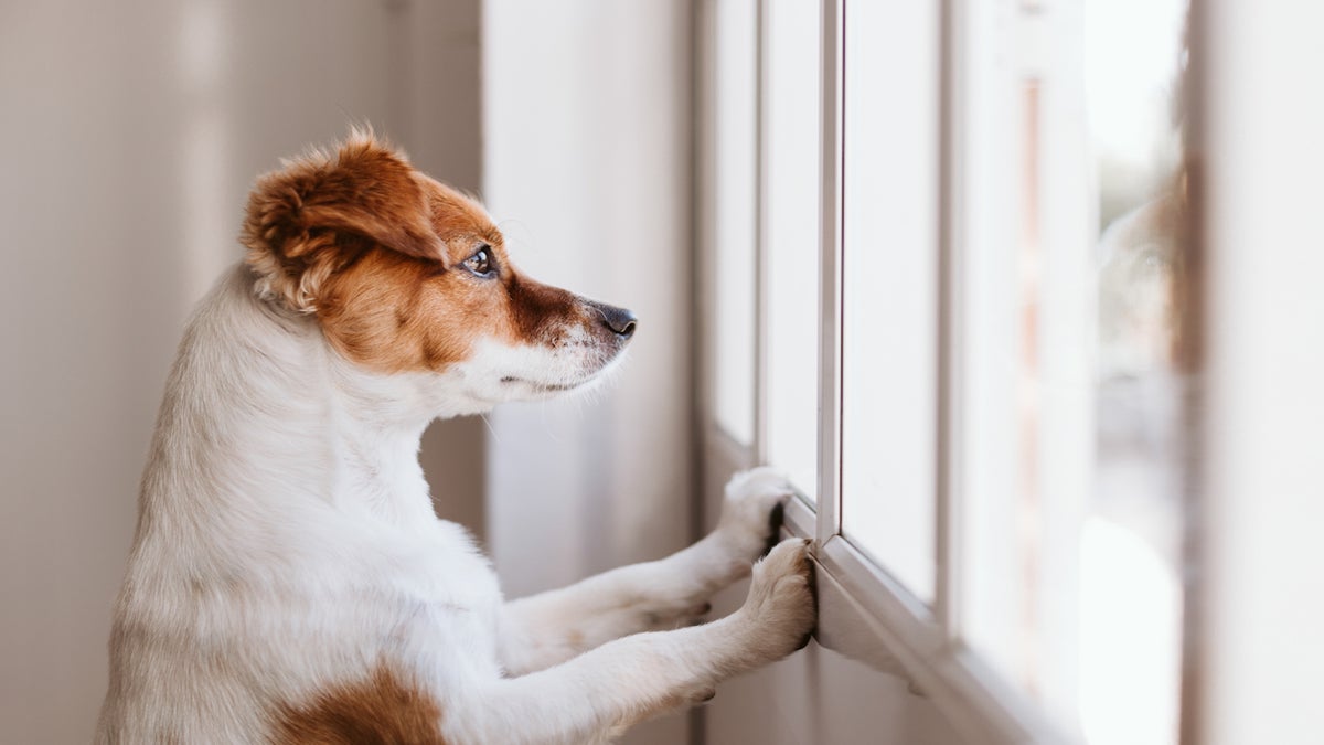 Votre chien est seul à la maison ? Voici 3 conseils pour éviter les dégâts en votre absence