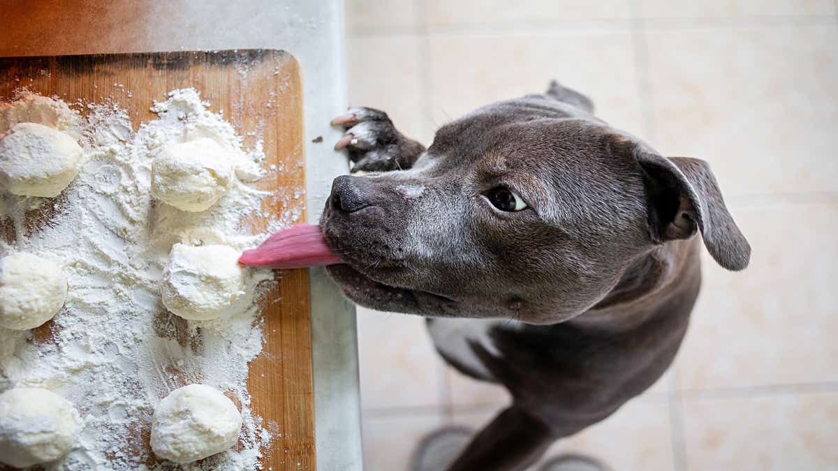 Votre chien est voleur ? Voici comment l’en empêcher