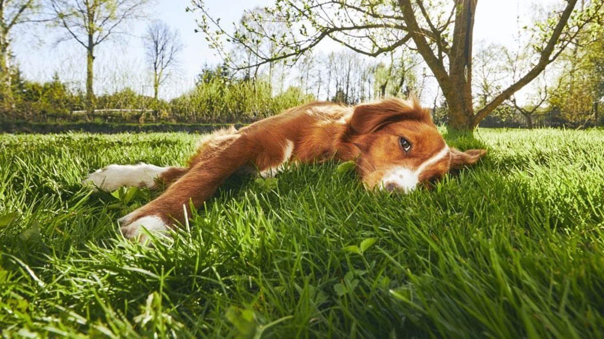 Votre chien mange-t-il vraiment de l’herbe pour se purger ? Voici les véritables raisons