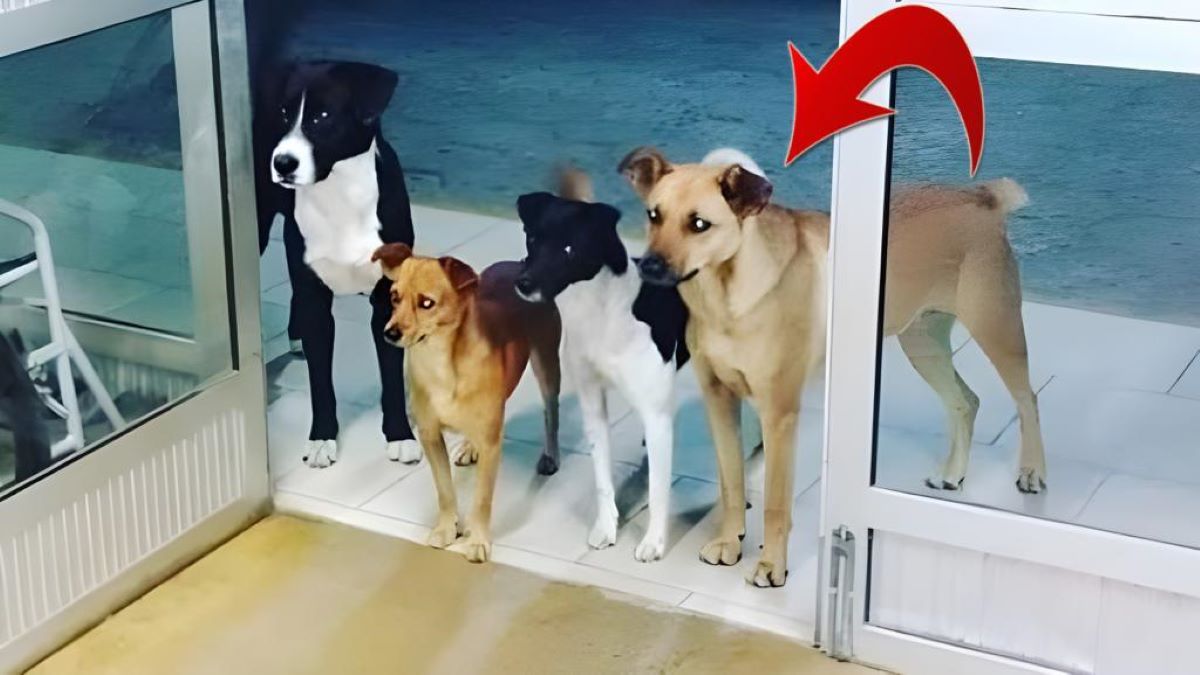 4 chiens ne bougent pas de la porte d'un hôpital, tous sont surpris de découvrir pourquoi