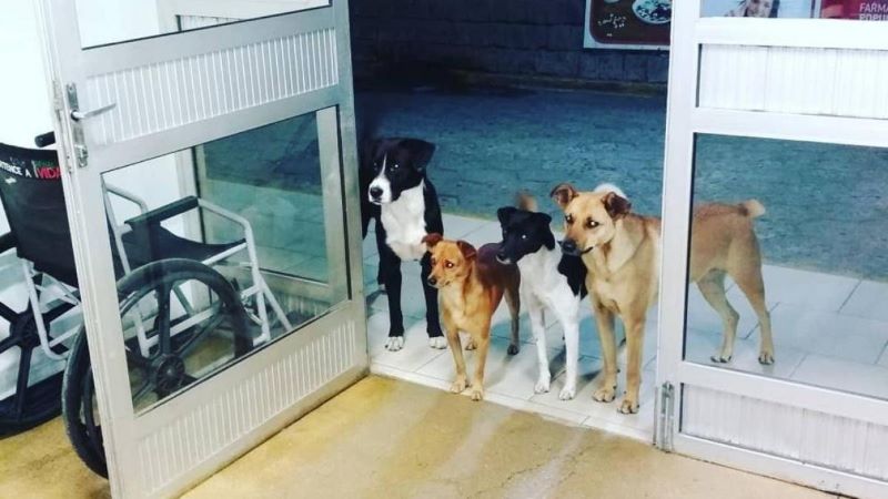 4 chiens ne bougent pas de la porte d'un hôpital et tout le monde est surpris de découvrir pourquoi