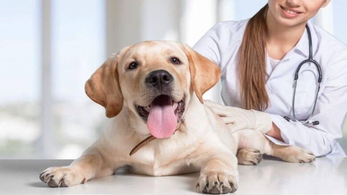 Voici les 5 choses que vous devez savoir sur les docteurs vétérinaires