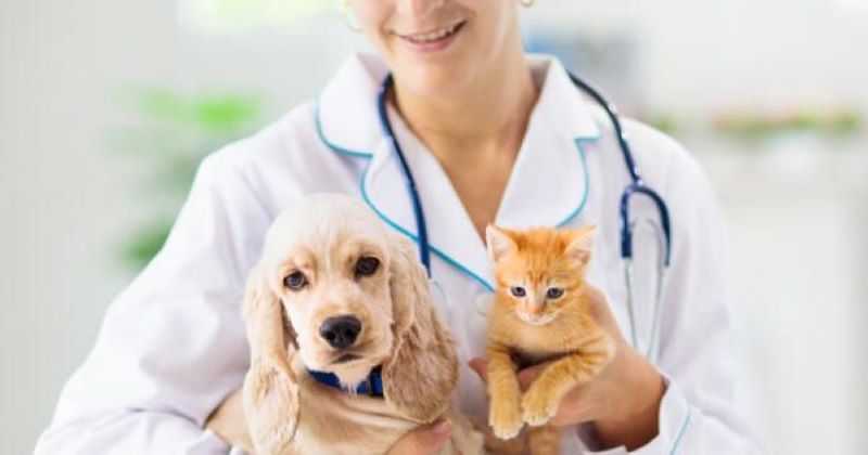 5 Choses que vous devez savoir sur les docteurs vétérinaires
