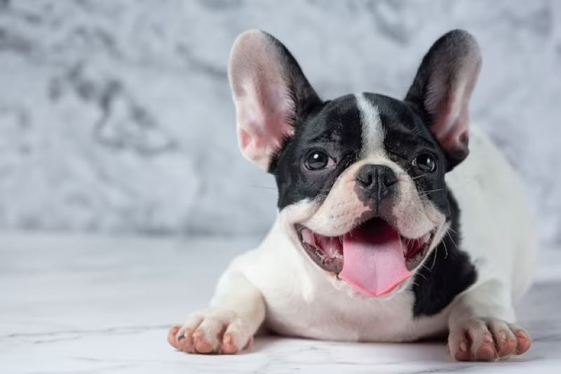 5 conseils pour apprendre à un chien à faire ses besoins en dehors de la maison