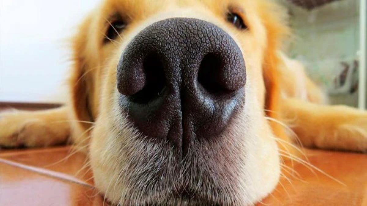 5 odeurs que les chiens ne supportent pas et que, peut-être, vous utilisez à la maison