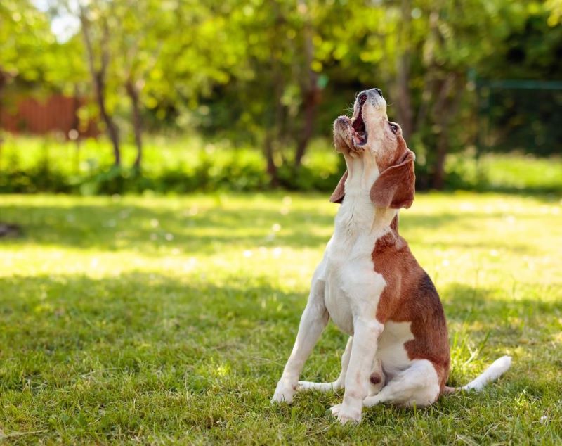 6 raisons pour lesquelles votre chien hurle (cela signifie quelque chose pour vous)
