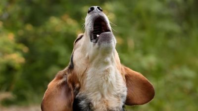 Voici les 6 raisons pour lesquelles votre chien hurle dans la nuit