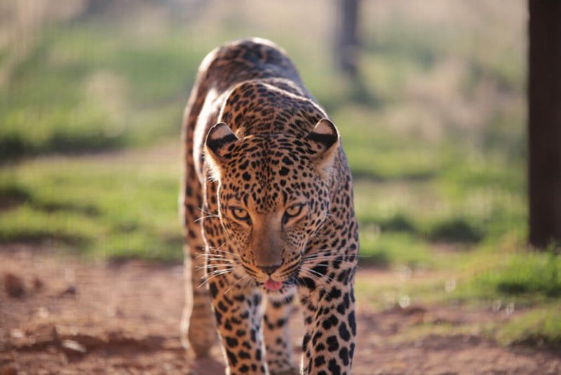 8 des animaux les plus dangereux au monde, restez à l'écart