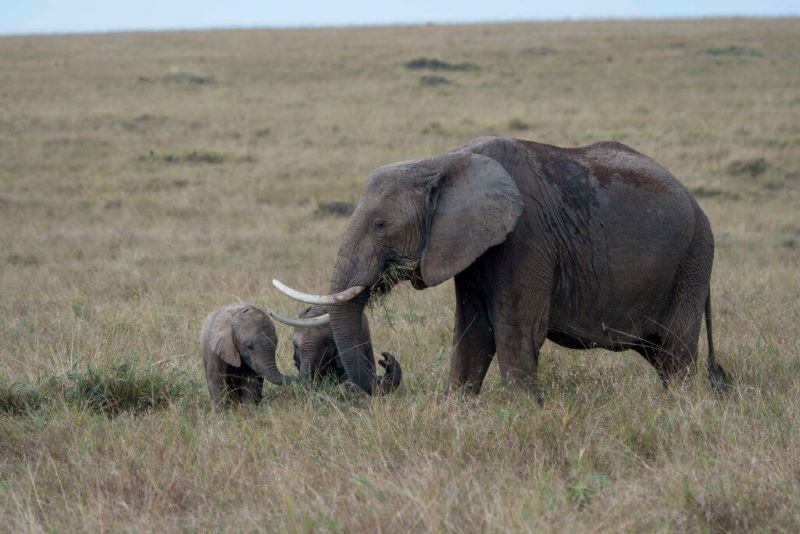 8 des animaux les plus dangereux au monde, restez à l'écart