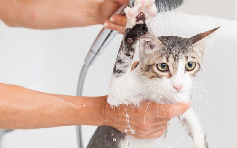 À quelle fréquence faut-il donner un bain à un chat ?