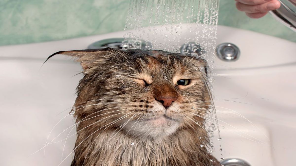 Voici à quelle fréquence il faut donner un bain à un chat
