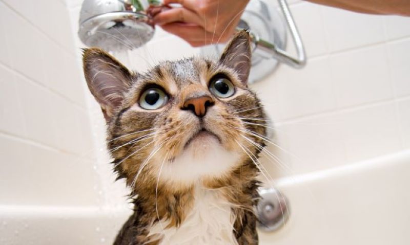 À quelle fréquence faut-il donner un bain à un chat ?