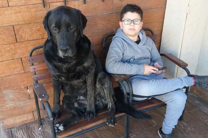 Au bout de 5 mois, il pensait avoir retrouvé son chien perdu et a été surpris par la réaction de l'animal