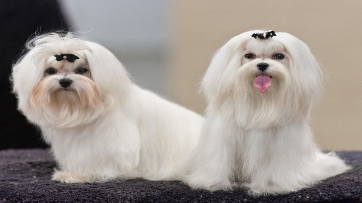 Bichon maltais, caractéristiques et soins de cette petite race de chiens