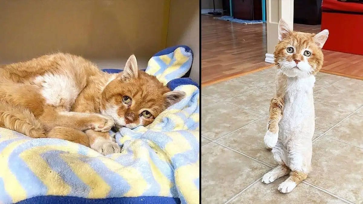 Ce chat à 3 pattes revient dans la maison qu’il a abandonnée après la mort de son maître