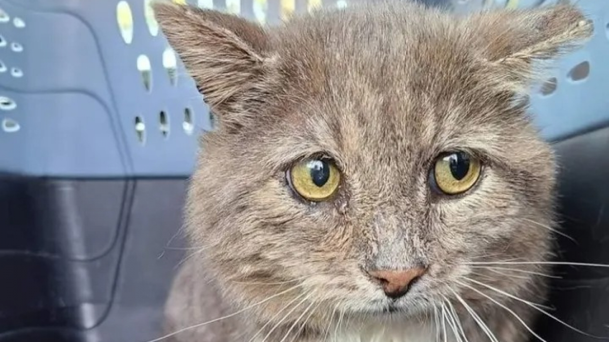 Ce chat abandonné et peureux devient le plus câlin de tous, sa métamorphose est impressionnante