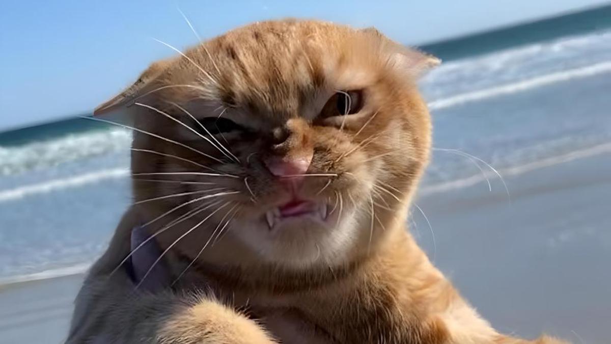 Ce chat déteste le vent, ses grimaces face aux bourrasques sont à mourir de rire !