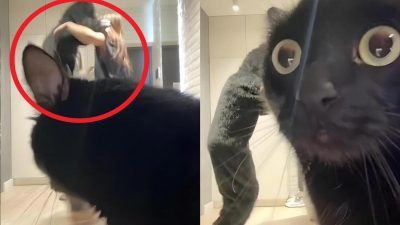 Ce chat est sous le choc lorsqu’il voit ces 3 femmes danser, la vidéo hilarante de sa réaction