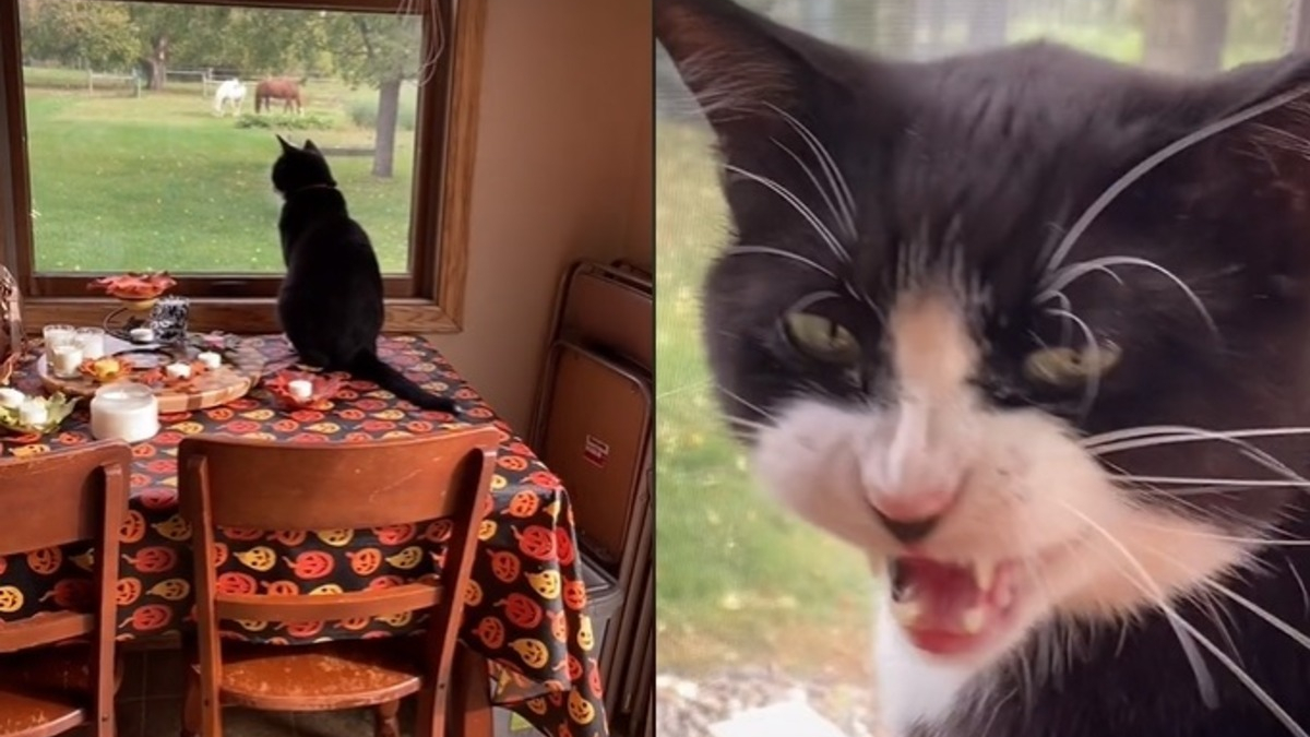 Ce chat mécontent d’attendre le chien au petit déjeuner le fait comprendre haut et fort (Vidéo)