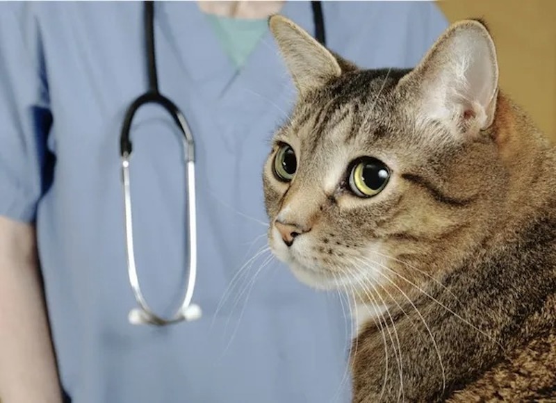 Ce chat rend visite à son maître hospitalisé, mais ce n’est pas que pour être avec lui
