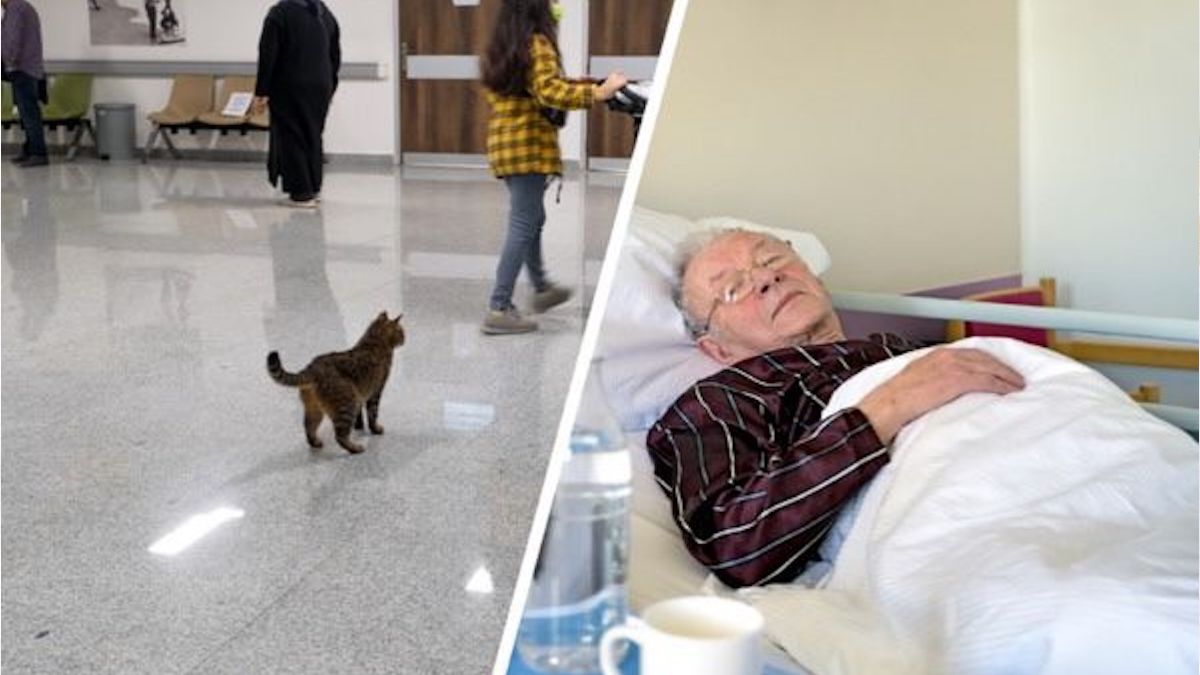 Ce chat rend visite à son maître hospitalisé, mais ce n’est pas que pour être avec lui