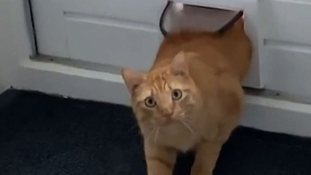 Ce chat rentre chez lui mais se trompe de maison, sa réaction est hilarante (vidéo)