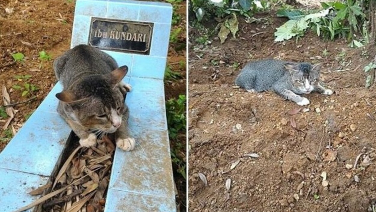 Ce chat se rend chaque jour sur la tombe de maîtresse décédée il y a un an