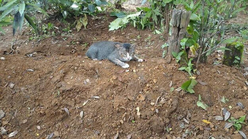 Ce chat se rend chaque jour sur la tombe de maîtresse décédée il y a un an